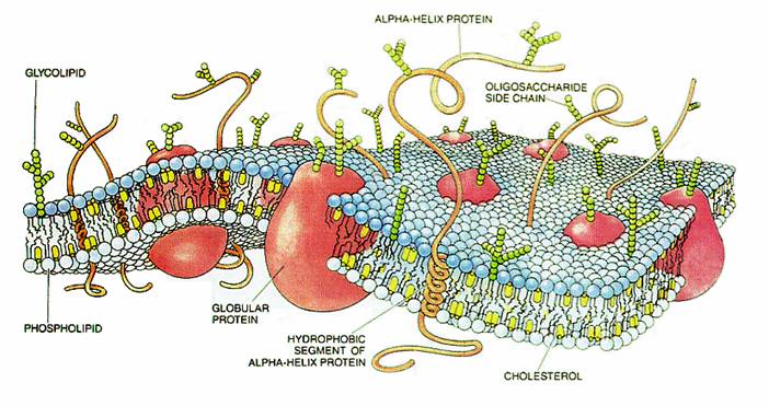 The Cell Membrane - complex recursion in action